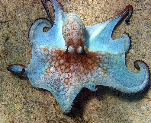 Photo:  Coconut Octopus (Amphioctopus marginatus) 